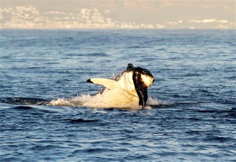 Great White Sharks Eating Seals