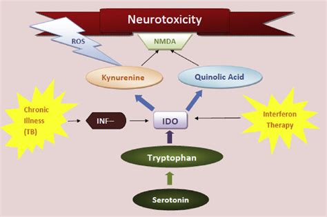 E Tryptophan Metabolism By Indolamine Dioxygenase Ido In