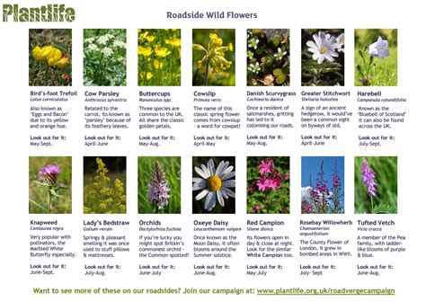 Welcome To The Green Heart Dens Blog Page Free Wildflower