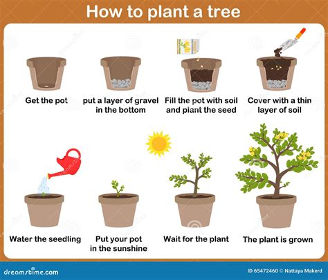 Steps To Planting A Seed Worksheet