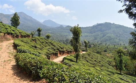 discoveractivities hills wildlife  backwaters  kerala