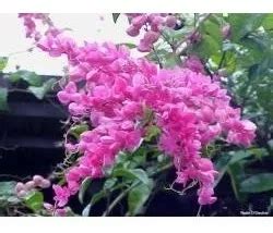 Muda De Amor Agarradinho Na Cor Rosa Antigonon Leptopus