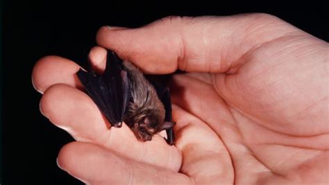 Morcego Preto Pequeno É Perigoso - Temidos, mas fascinantes: Saiba mais sobre os morcegos