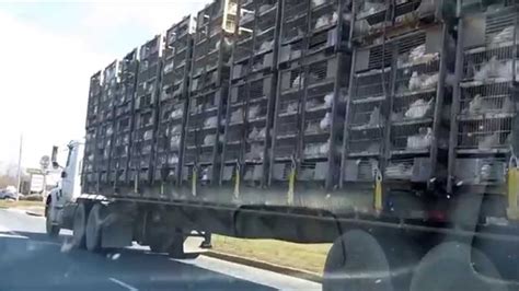 Chicken Transport Youtube