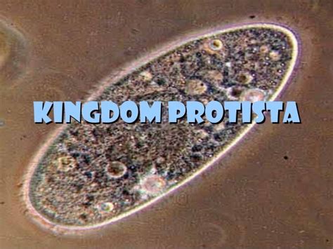 Kingdom protista