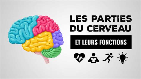 Les Parties Du Cerveau Et Leurs Fonctions Vidéo Index Santé