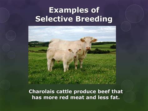 PPT - Selective Breeding PowerPoint Presentation - ID:1863179