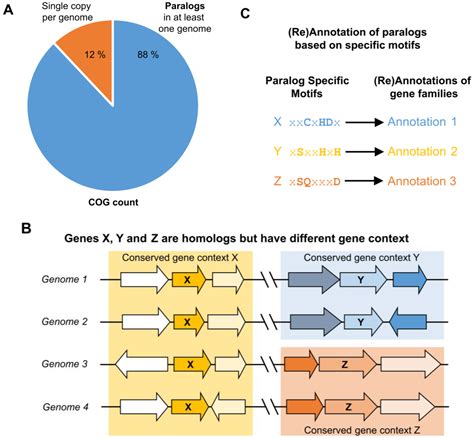 Life Free Full Text Functional Annotations Of Paralogs A Blessing