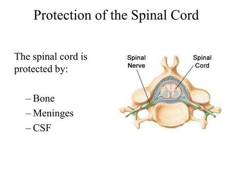 PPT Spinal Cord And Spinal Nerves PowerPoint Presentation Free