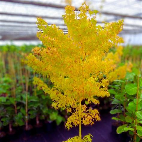 Yellow Japanese Maple Tree 10 Seeds Garden, Planting, Herliom, Summer ...