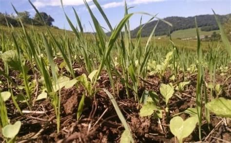 Winter Rye Layered Food Plot Progression | Whitetail Habitat Solutions