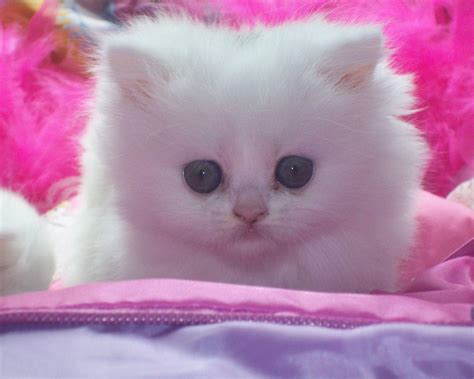 Cute White Baby Cats