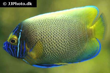 Pomacanthus xanthometopon (Yellowface angelfish)