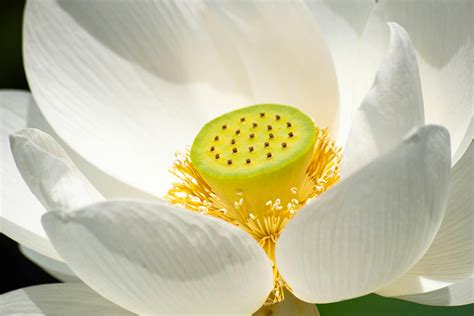 White Lotus Flower · Free Stock Photo