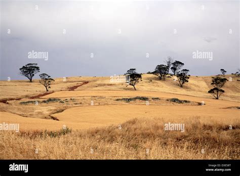 Wheatbelt Western Australia Stock Photo Alamy