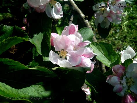 Apple Flower Malus Pumila