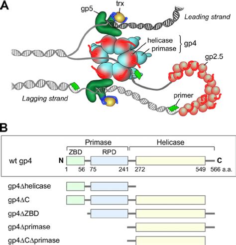 The Replisome Of Bacteriophage T7 And Variants Of Gp4 A The Download Scientific Diagram