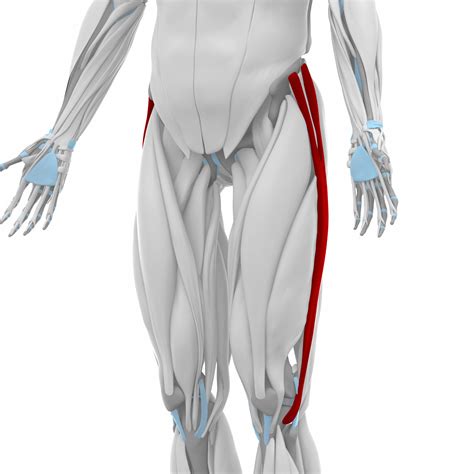 47041273 – iliotibial tract – muscles anatomy map - フィットネスパートナーズ樋渡旭-公式サイト