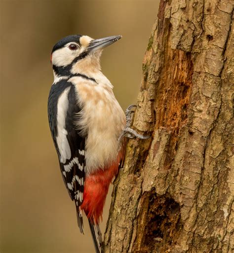 Great Spotted Woodpecker Goodenbergh Leisure