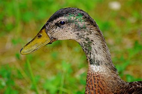 Bird Duck Beak Mallard Picture Image 134764816