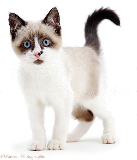 Snowshoe kitten photo WP02648