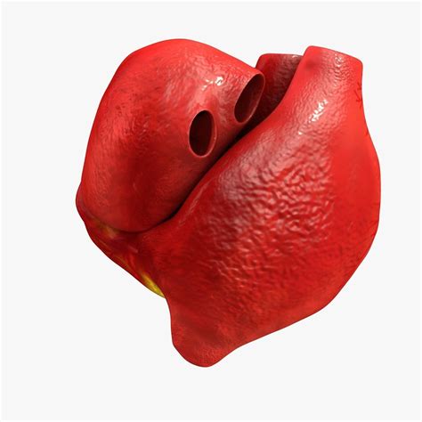 3D Model Animated Realistic Human Heart Medically Accurate VR AR