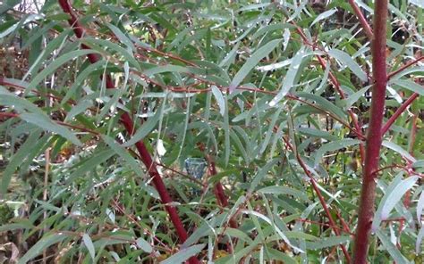 Angus Eucalyptus Nicholii Potted Trees Flowering Trees Willow Leaf