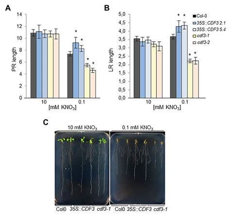 Frontiers The Arabidopsis Transcription Factor CDF3 Is Involved In