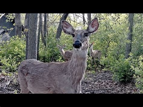 The Secret Life of Deer & Coyote - YouTube