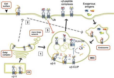 The cell biology of antigen presentation by MHC II. MHC II αβ...