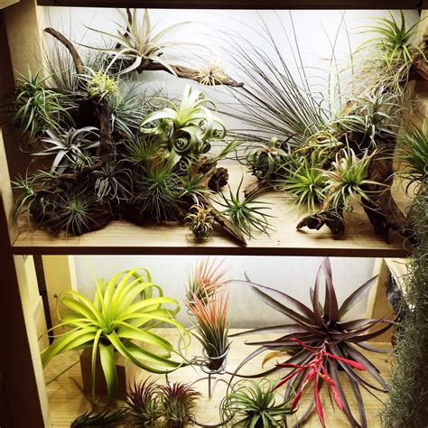 Tillandsia Display Tillandsia Display Garden Mini Hanging Flowers