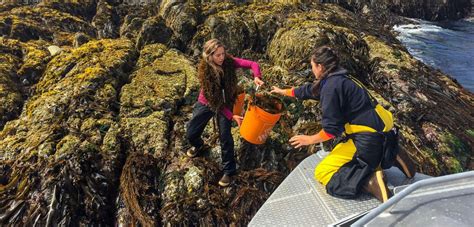 Farming Kelp the Heiltsuk Way | Hakai Magazine