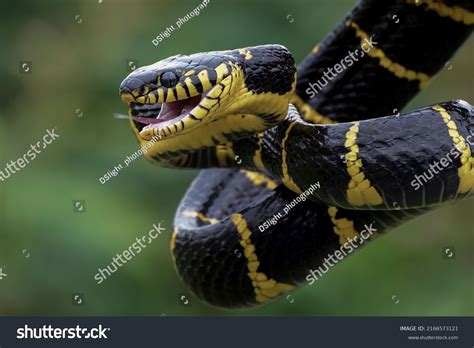 46,478 Venomous snake Stock Photos, Images & Photography | Shutterstock