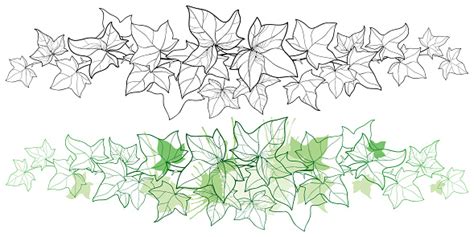 Vector Horizontal Border Of Outline Bunch Ivy Or Hedera Vine Ornate