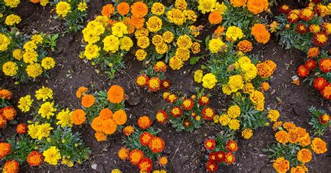 When and How to Plant Marigold Seeds | Gardener’s Path