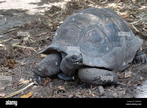 Giant Turtles Dipsochelys Gigantea On Seychelles Island La Digue