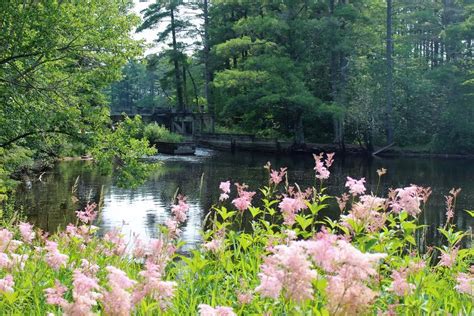 Chequamegon-Nicolet National Forest Updates Invasive Plant Control ...