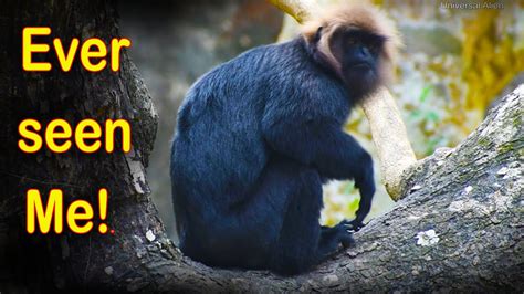 Majestic Nilgiri Langur Rare Monkey In Kerala Karim Kurangu Youtube