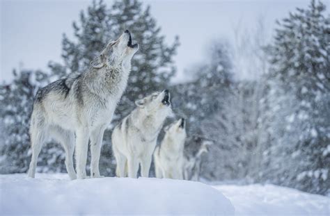 Beautiful Howling Wolves Gray Wolves West Yellowstone Montana Winter