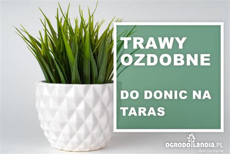 Trawy Ozdobne Do Donic Na Taras Uprawa I Piel Gnacja Ogrodolandia