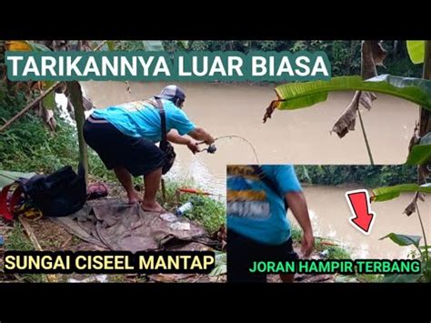 Sampai Lari Lari Demi Menyelamatkan Tarikan Ikan Nilem YouTube