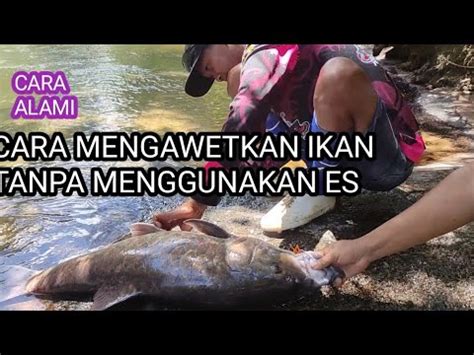 CARA MENGAWETKAN IKAN SUNGAI SECARA ALAMI TANPA MENGGUNAKAN ES BATU