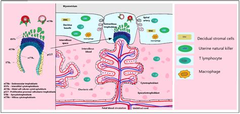 Biomedicines Free Full Text In Vitro Model Of Human Trophoblast In Early Placentation