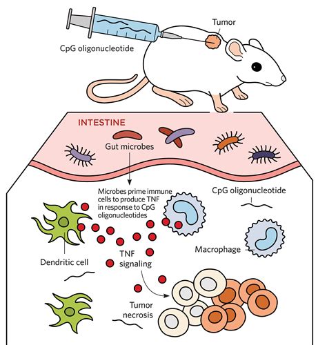 Infographic Gut Microbes Change How Well Drugs Work The Scientist