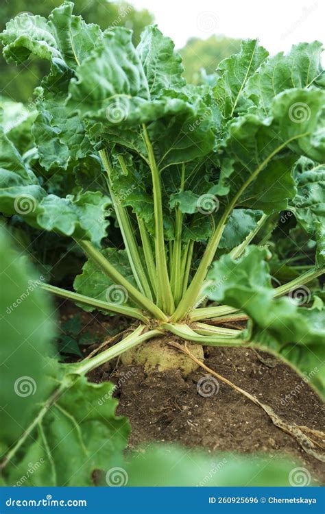 Plantas Brancas De Beterraba Folhas Verdes Que Crescem Em Estufa