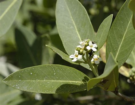 Black Mangrove: Survivors of Harsh Coastal Environments - Ocean Info