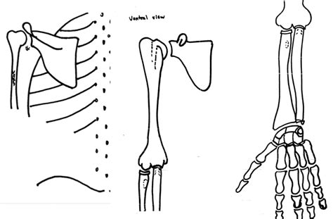 Bones of the Upper Limb Diagram | Quizlet