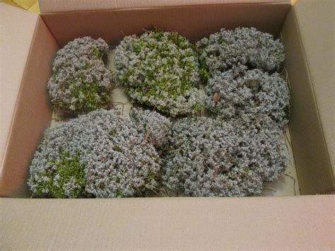 Мох декоративный купить в Москве - цены недорогие