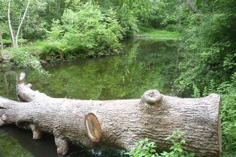 Дерево владыки Филарета | Nativity of the Holy Mother of God