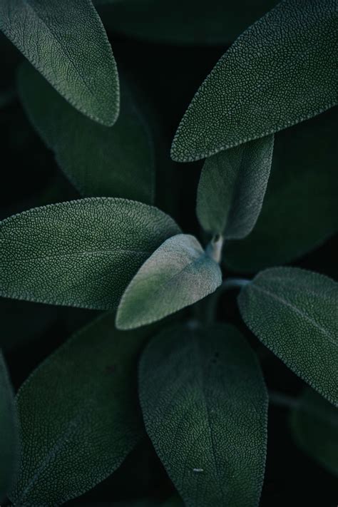 Sage Green Laptop Wallpaper Photos, Download The BEST Free Sage Green ...